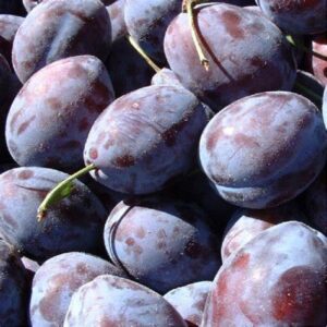 Prunes Dente BIO