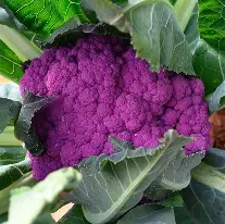 Chou Fleur Violet