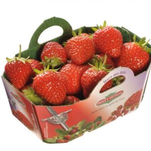 Fraises Mara des bois (250g)
