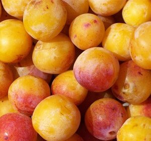 Prunes Mirabelles IGP