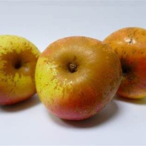 Pomme Reinette d'Armorique BIO