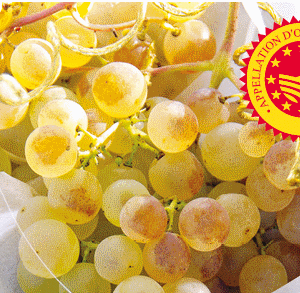 Raisin Chasselas MOISSAC IGP