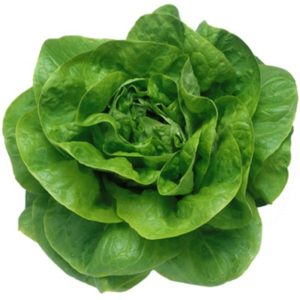 Salade Sucrine