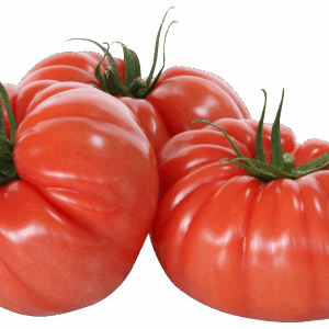Tomates Coeur de Boeuf Pleine Terre