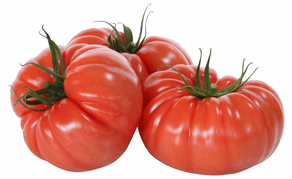 Tomates Coeur de Boeuf Pleine Terre